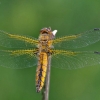 Scarce Chaser - Libellula fulva, female | Fotografijos autorius : Deividas Makavičius | © Macronature.eu | Macro photography web site