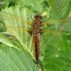 Rusvoji skėtė - Libellula fulva, patelė | Fotografijos autorius : Giedrius Švitra | © Macronature.eu | Macro photography web site