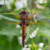 Scarce Chaser - Libellula fulva | Fotografijos autorius : Zita Gasiūnaitė | © Macronature.eu | Macro photography web site