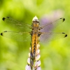 Scarce Chaser - Libellula fulva | Fotografijos autorius : Kazimieras Martinaitis | © Macronature.eu | Macro photography web site