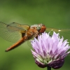 Scarce Chaser - Libellula fulva | Fotografijos autorius : Agnė Našlėnienė | © Macronature.eu | Macro photography web site