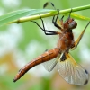 Scarce Chaser - Libellula fulva | Fotografijos autorius : Arūnas Eismantas | © Macronature.eu | Macro photography web site