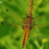 Scarce Chaser - Libellula fulva | Fotografijos autorius : Deividas Makavičius | © Macronature.eu | Macro photography web site