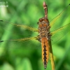 Scarce Chaser - Libellula fulva | Fotografijos autorius : Deividas Makavičius | © Macronature.eu | Macro photography web site