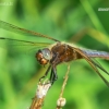 Scarce Chaser - Libellula fulva | Fotografijos autorius : Deividas Makavičius | © Macronature.eu | Macro photography web site