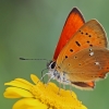 Scarce Copper - Lycaena virgaureae | Fotografijos autorius : Gintautas Steiblys | © Macronature.eu | Macro photography web site