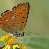 Scarce Copper - Lycaena virgaureae | Fotografijos autorius : Gintautas Steiblys | © Macronature.eu | Macro photography web site