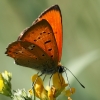 Scarce Copper - Lycaena virgaureae | Fotografijos autorius : Gintautas Steiblys | © Macronature.eu | Macro photography web site