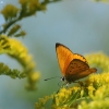 Scarce Copper - Lycaena virgaureae | Fotografijos autorius : Vidas Brazauskas | © Macronature.eu | Macro photography web site