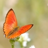 Scarce Copper - Lycaena virgaureae | Fotografijos autorius : Gediminas Gražulevičius | © Macronature.eu | Macro photography web site