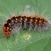 Pilkrudis strėlinukas - Acronicta auricoma, vikšras | Fotografijos autorius : Romas Ferenca | © Macronature.eu | Macro photography web site