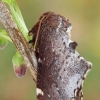 Scarce Prominent - Odontosia carmelita | Fotografijos autorius : Gintautas Steiblys | © Macronature.eu | Macro photography web site