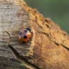 Scarce Seven-spotted Ladybird - Coccinella magnifica | Fotografijos autorius : Giedrius Markevičius | © Macrogamta.lt | Šis tinklapis priklauso bendruomenei kuri domisi makro fotografija ir fotografuoja gyvąjį makro pasaulį.