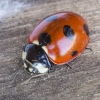 Scarce Seven-spotted Ladybird - Coccinella magnifica | Fotografijos autorius : Giedrius Markevičius | © Macronature.eu | Macro photography web site