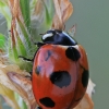 Scarce Seven-spotted Ladybird - Coccinella magnifica | Fotografijos autorius : Gintautas Steiblys | © Macronature.eu | Macro photography web site