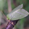 Scarce Silver-lines - Bena bicolorana | Fotografijos autorius : Romas Ferenca | © Macrogamta.lt | Šis tinklapis priklauso bendruomenei kuri domisi makro fotografija ir fotografuoja gyvąjį makro pasaulį.