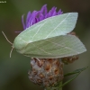 Scarce Silver-lines - Bena bicolorana | Fotografijos autorius : Žilvinas Pūtys | © Macronature.eu | Macro photography web site