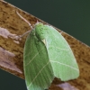 Scarce Silver-lines - Bena bicolorana | Fotografijos autorius : Agnė Našlėnienė | © Macronature.eu | Macro photography web site