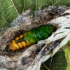 Scarce Wormwood - Cucullia artemisiae, pupa | Fotografijos autorius : Vaida Paznekaitė | © Macronature.eu | Macro photography web site