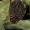 Scarce lesser diving beetle - Acilius canaliculatus ♀ | Fotografijos autorius : Gintautas Steiblys | © Macronature.eu | Macro photography web site