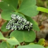 Scarce merveille du jour - Moma alpium | Fotografijos autorius : Vytautas Gluoksnis | © Macronature.eu | Macro photography web site