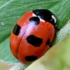 Scarce Seven-spotted Ladybird - Coccinella magnifica | Fotografijos autorius : Kazimieras Martinaitis | © Macronature.eu | Macro photography web site