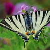 Scarce swallowtail - Iphiclides podalirius | Fotografijos autorius : Deividas Makavičius | © Macronature.eu | Macro photography web site