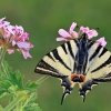 Scarce swallowtail - Iphiclides podalirius | Fotografijos autorius : Gintautas Steiblys | © Macronature.eu | Macro photography web site