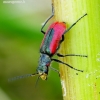 Scarlet malachite beetle - Malachius aeneus | Fotografijos autorius : Romas Ferenca | © Macronature.eu | Macro photography web site