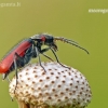 Scarlet malachite beetle - Malachius aeneus | Fotografijos autorius : Darius Baužys | © Macronature.eu | Macro photography web site