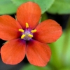 Scarlet pimpernel - Lysimachia arvensis | Fotografijos autorius : Ramunė Vakarė | © Macronature.eu | Macro photography web site