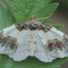 Ožekšninis margasprindis - Ligdia adustata | Fotografijos autorius : Gintautas Steiblys | © Macronature.eu | Macro photography web site