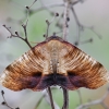 Scorched Wing - Plagodis dolabraria | Fotografijos autorius : Arūnas Eismantas | © Macronature.eu | Macro photography web site