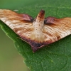 Scorched wing - Plagodis dolabraria | Fotografijos autorius : Gintautas Steiblys | © Macronature.eu | Macro photography web site