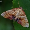 Scorched wing - Plagodis dolabraria | Fotografijos autorius : Gintautas Steiblys | © Macronature.eu | Macro photography web site
