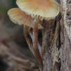 Kūgiabudė - Galerina sp. | Fotografijos autorius : Gintautas Steiblys | © Macronature.eu | Macro photography web site