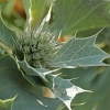 Sea Holly - Eryngium maritimum | Fotografijos autorius : Gintautas Steiblys | © Macronature.eu | Macro photography web site