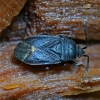 Dirt-colored seed bug - Drymus ryeii | Fotografijos autorius : Kazimieras Martinaitis | © Macronature.eu | Macro photography web site
