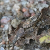 Seed bug - Nithecus jacobaeae | Fotografijos autorius : Vytautas Gluoksnis | © Macronature.eu | Macro photography web site