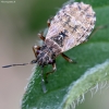 Seed bug - Nithecus jacobaeae | Fotografijos autorius : Kazimieras Martinaitis | © Macrogamta.lt | Šis tinklapis priklauso bendruomenei kuri domisi makro fotografija ir fotografuoja gyvąjį makro pasaulį.