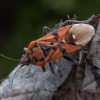 Seed bug - Spilostethus pandurus ♂ | Fotografijos autorius : Žilvinas Pūtys | © Macronature.eu | Macro photography web site