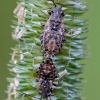 Seed bugs || Nithecus jacobaeae | Fotografijos autorius : Darius Baužys | © Macronature.eu | Macro photography web site