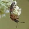 Seed bugs - Nithecus jacobaeae | Fotografijos autorius : Vidas Brazauskas | © Macronature.eu | Macro photography web site