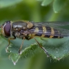 Serbentinė žiedmusė - Syrphus ribesii ♀ | Fotografijos autorius : Žilvinas Pūtys | © Macrogamta.lt | Šis tinklapis priklauso bendruomenei kuri domisi makro fotografija ir fotografuoja gyvąjį makro pasaulį.