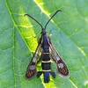Serbentinis stiklasparnis - Synanthedon tipuliformis | Fotografijos autorius : Zita Gasiūnaitė | © Macrogamta.lt | Šis tinklapis priklauso bendruomenei kuri domisi makro fotografija ir fotografuoja gyvąjį makro pasaulį.