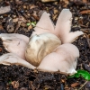 Tuščiaviduris žvaigždulis | Geastrum fimbriatum | Fotografijos autorius : Darius Baužys | © Macrogamta.lt | Šis tinklapis priklauso bendruomenei kuri domisi makro fotografija ir fotografuoja gyvąjį makro pasaulį.