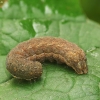 Setaceous Hebrew Character - Xestia c-nigrum, caterpillar ? | Fotografijos autorius : Vidas Brazauskas | © Macronature.eu | Macro photography web site