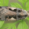 Setaceous Hebrew Character - Xestia c-nigrum | Fotografijos autorius : Gintautas Steiblys | © Macronature.eu | Macro photography web site