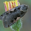 Setaceous Hebrew Character - Xestia c-nigrum | Fotografijos autorius : Gintautas Steiblys | © Macronature.eu | Macro photography web site