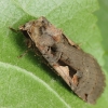 Setaceous Hebrew Character - Xestia c-nigrum | Fotografijos autorius : Vidas Brazauskas | © Macronature.eu | Macro photography web site